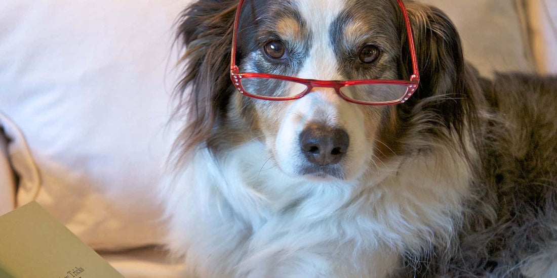 Cuidado preventivo para perros senior: cómo ayudarlos a mantenerse activos y felices