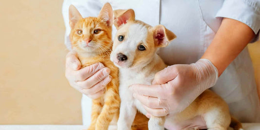 5 hábitos sencillos para mejorar la salud y bienestar de tu mascota